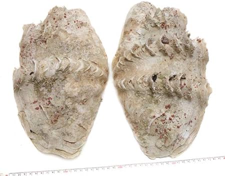 Amazon 貝殻パーツ 天然シャコ貝 ヒレシャコガイ 2枚両面 大サイズ 横幅約35cm アクセサリーパーツ 通販