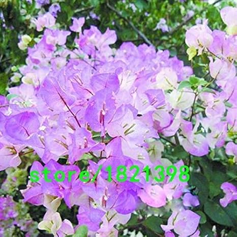 Amazon パープル ホット販売ユニークブルーブーゲンビリアspectabilis種子多年生盆栽植物の花の種子50個 花