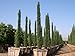 Seeds and Things 15 ITALIAN CYPRESS Cupressus Sempervirens Tree Seeds Good Bonsai