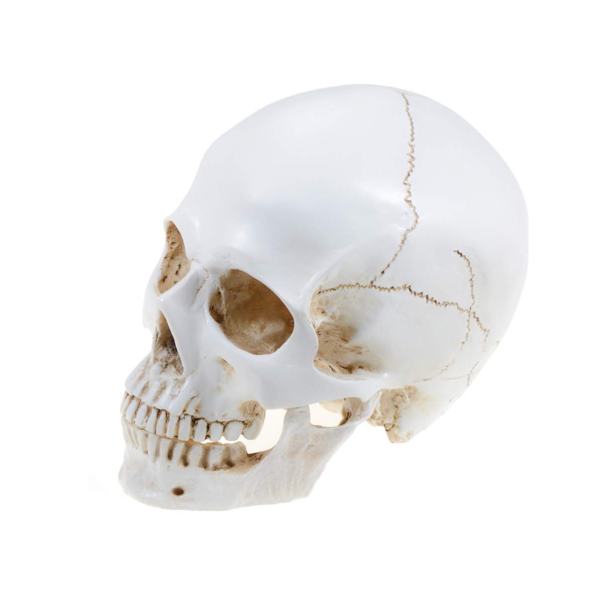 Mike Dental Realistic 1:1 Retro Human Skull Model Life Size Anatomical Medical Teaching Skeleton Head