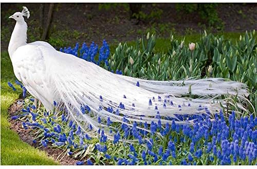 Tzdzuanshihua Peacock Diamond Mosaic Decoration DIY 5D Diamond Painting Cross Stitch Embroidery Ribbon Picture Diamond,60x50cm