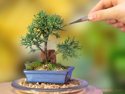 A Starter Shimpaku Juniper Bonsai Tree - NEW, Cute, Cool, Very Dwarf Upright Mame Bonsai