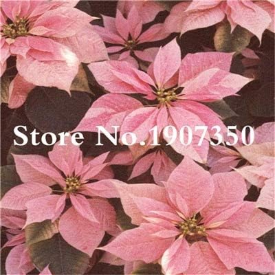 Petsdelite Poinsettia Flower Seeds Bonsai, 100 Pcs Color 15