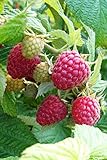 RASPBERRY ~Red~ "Heritage" ~Produces two big crops a year~ 20+ Perennial Fruit Seeds