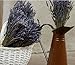 LARGE BUNCH PROVENCE LAVENDER FLOWERS DRIED FLOWER BOUQUET 300 STEMS FRAGRANT WEDDING CRAFTS DECORATION by Harrington Marley