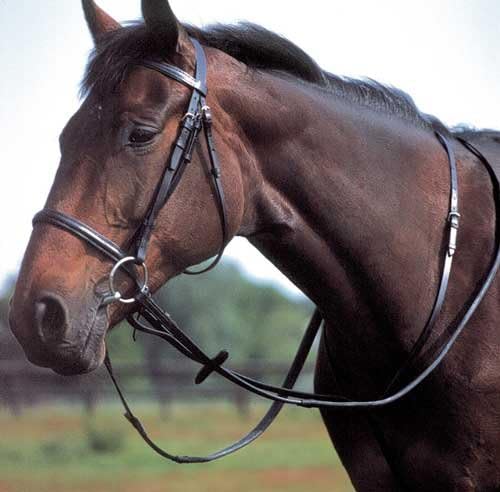Windsor Equestrian Products Windsor Equestrian Horse Standing Martingale Brown Full