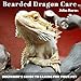 Bearded Dragon Care: Beginner's Guide to Caring for Your Pet by 