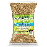 Chemical Free Hard Red Wheat Seed - 5 Lbs - Plant