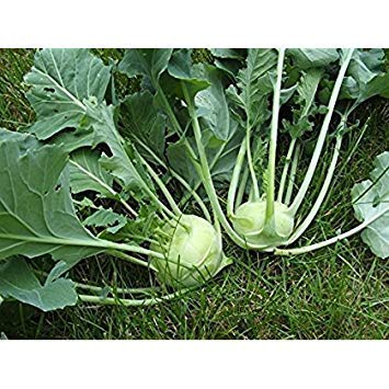 Fash Lady 500 White Vienna Kohlrabi Seeds Heirloom 2018