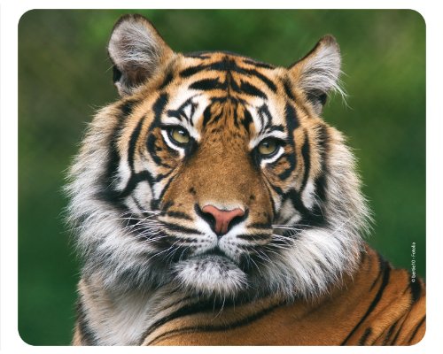 PROUD TIGER Mouse Pad: Made from Special Rubber with a Strong Adhesive Base for Excellent Grip; Compatible with all Mouses