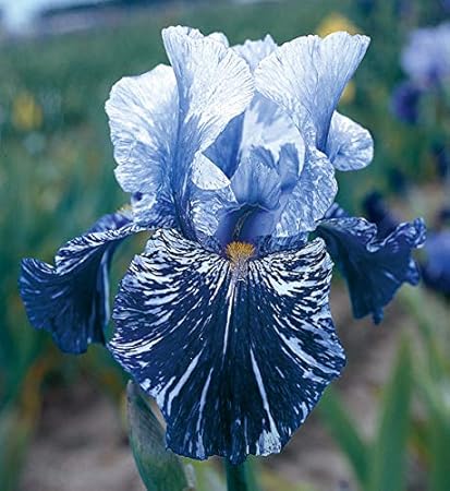 Amazon アイリス球根 自然から人への贈り物のようで 花は魅力的で美しいです 園芸植物 球根 秋植え 球根 水栽培 青と白 8球根 花