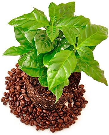 Café árabe - 6 semillas: Amazon.es: Jardín