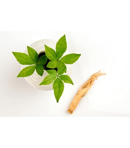 bonsai tree tools kits Bonsai Tree Kit