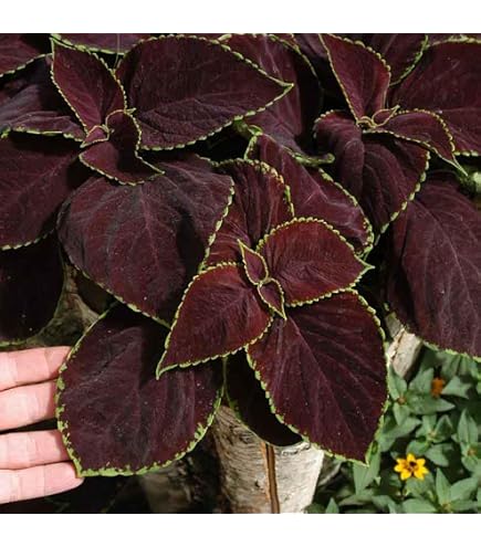 Amazon.com : Coleus Chocolate Mint Seeds - 10 Rare Seeds for Planting -  Vibrant Blooms, Great for Shade or Indoors : Patio, Lawn & Garden