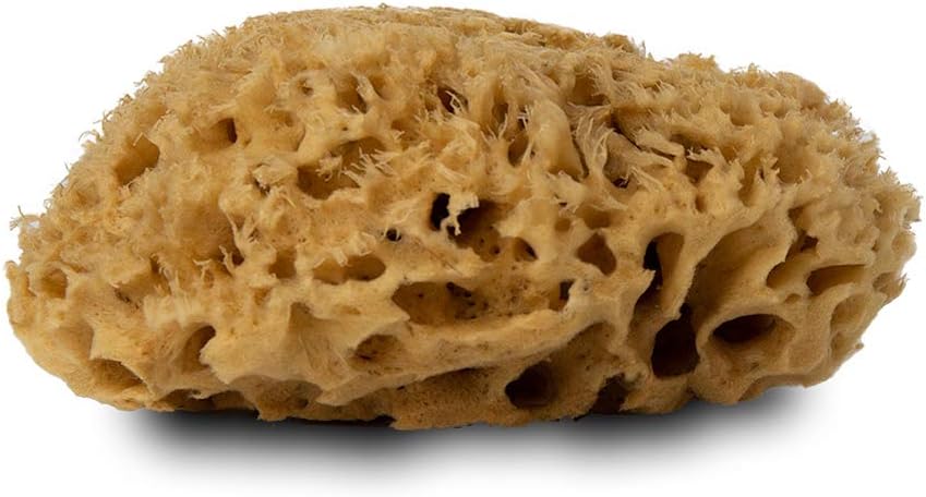 Handover : Natural Honeycomb Sea Sponge : Medium Approx. 4.5-5 in