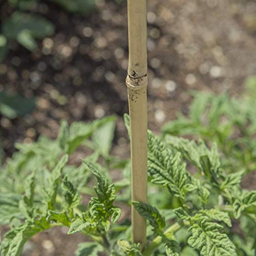 Bond Manufacturing N408 500-Pack Natural Bamboo, 4-feet by 3/8-inch, 4 ft - Thumbnail 3