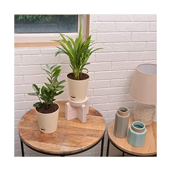 Ugaoo Air Purifier Indoor Plants for Home with Pots- Areca Palm & ZZ Plant - Image 7