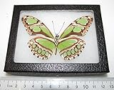BicBugs Real Framed Butterfly Green PHILATHREA Dido Verso Peru