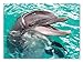 Melissa & Doug Laughing Dolphin Jigsaw Puzzle (60 pcs)