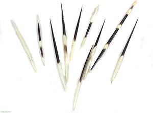 Download Amazon.com: 20 African Crested Porcupine Quills African Art