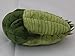 Paleozoic Pals Trilobite Plush (Greenops boothi)