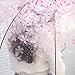 [Pink Cherry]Moonse Romantic Pink Cherry Clear Rain Wind Umbrella,Half-Automatic