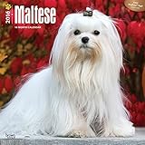 Maltese - 2016 Calendar 12 x 12in