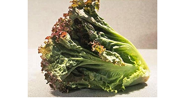 Hoja de lechuga, prizehead Lechuga semillas, orgánico, non ...