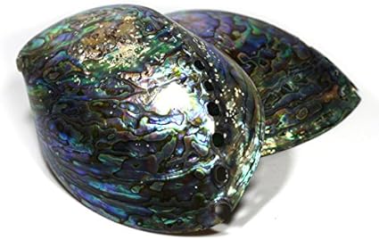 Amazon 石流通センター 置き石 アバロンシェル アワビ貝殻 1個 天然石 パワーストーン 石流通センター インテリア 通販