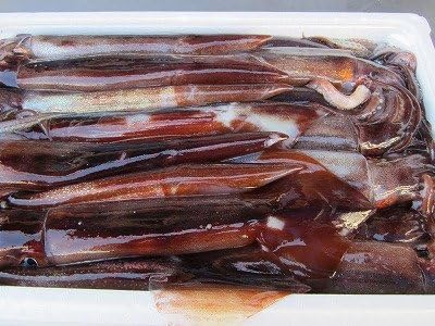 Amazon 朝獲りスルメイカ 特大サイズ 一杯 一尾 300g前後 スルメイカ 鮮魚 通販