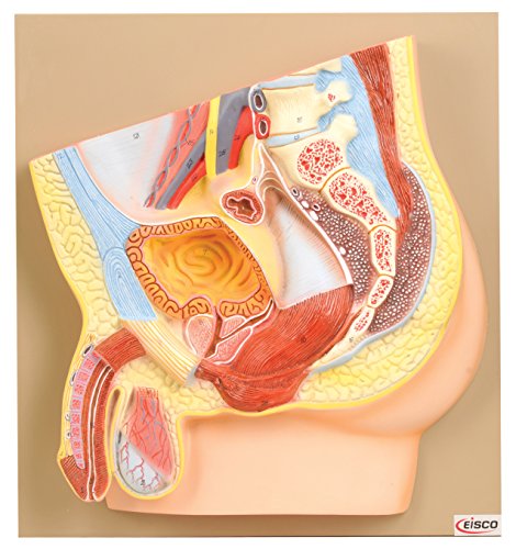 EISCO Male Pelvis Model, Hand Painted, Natural Sized