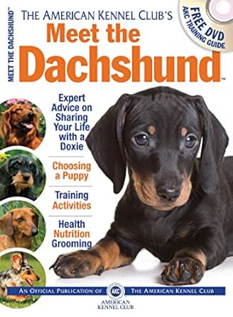 american kennel club dachshund