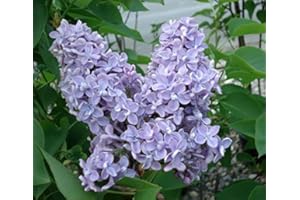 NEW LIFE NURSERY & GARDEN President Grevy Blue French Lilac (Syringa) - Live Plant - Quart Pot