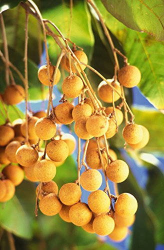 KC Commerce Premium Dried Longan Pulp (12oz)