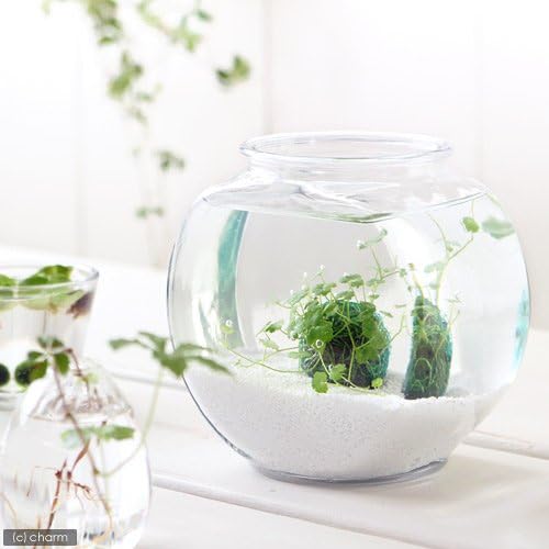 Charm チャーム 100 品質保証 Pcソフト 激安超特価 窓辺のノチドメボール ビューティー 小 正規品送料無料 ゲーム 新作製品 世界最高品質人気 生体 水草 私の小さなアクアリウム アメリカ製ドラム金魚鉢 B01lzltyex