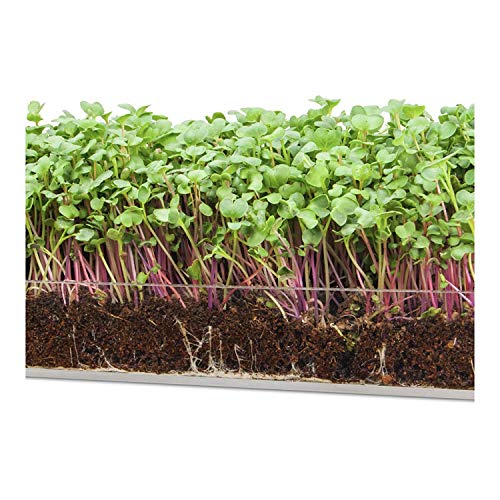 Garden Pocket Bandeja Large Brotes Germinados Bandeja Sustrato de ...