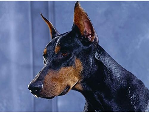 Doberman Pinscher - Wildlife Animal Art Print Poster Wall Decor Home Decor(40x30inches)