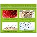 Petacc Dog Deshedding Glove Dog Grooming Glove Brush For Long and Short Hair Pet 1 Right Hand
