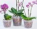 DAN Market Orchid Breathable Slotted Clear Plastic Pot (5.5 inch (4 Pack))