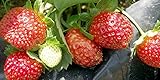Seascape Everbearing Strawberry 10 Bare Root Plants - BEST FLAVOR