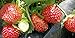 Seascape Everbearing Strawberry 10 Bare Root Plants - BEST FLAVOR primary