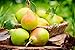Organic Pears, 1 Pound - California Sun-Dried Pear Halves, Non-GMO, Unsulfured, Unsweetened, Non-Infused, Non-Oil Added, Non-Irradiated, Vegan, Raw, Bulk