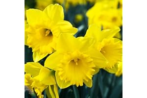 50 Yellow Daffodil Bulbs for Planting - Dutch Master Value Bag - Plant in Gardens, Borders & Flowerbeds - Bulb Size 10/12 cm - Easy to Grow Fall Flowers Bulbs by Willard & May