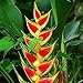 eroute66 50Pcs Rare Heliconia Wagneriana Ornamental Plant Seeds