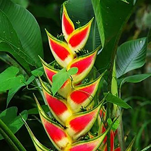 eroute66 50Pcs Rare Heliconia Wagneriana Ornamental Plant Seeds eroute66 50Pcs Rare Heliconia Wagneriana Ornamental Plant Seeds