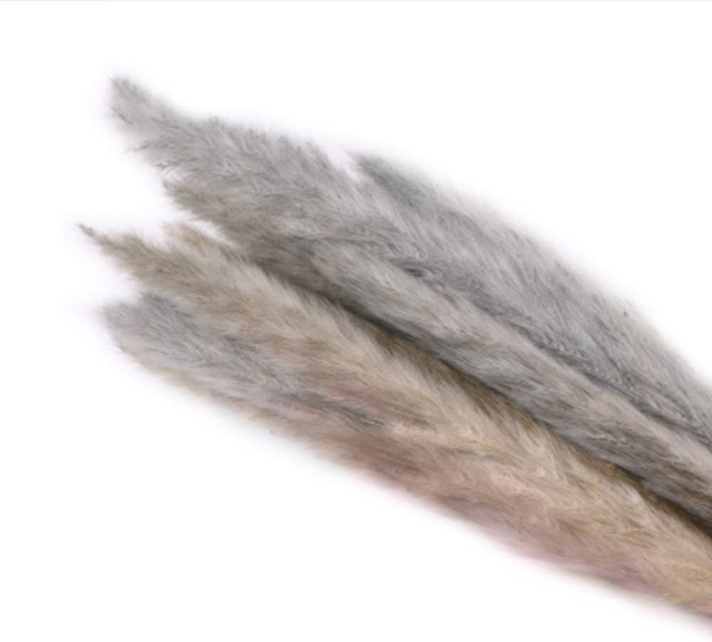 Lishiny 15 Pcs Dried Small Pampas Grass Phragmites Communis Decoration for Home Hotel Wedding (Brown)