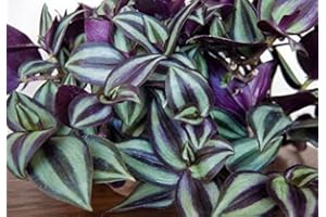 YUNAKSEA 9 Purple Wandering Jew Cuttings for Planting Indoor, 4 Inc to 6 Inc Tall, Tradescantia Zebrina Plant, Inc Plant, No Root