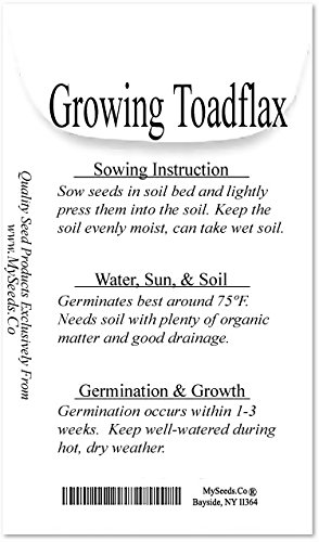 3 BIG+PACK+SNAPDRAGON+maroccana+MySeeds+Co