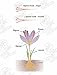 Saffron Threads,100% Pure Premium Quality Stigmas Only (0.8 Gram) / .0264 Oz [SUPER NEGIN] NON-GMO, organically grown