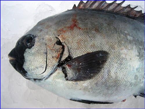 Amazon お刺身用 活石鯛2ｋｇ以上 山陰境港産 Asksanin 鮮魚 通販